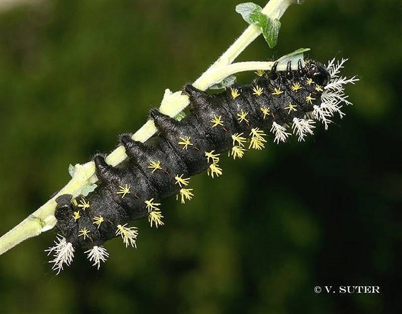 SATURNIIDAE World Homepage für den Saturniidenfreund
